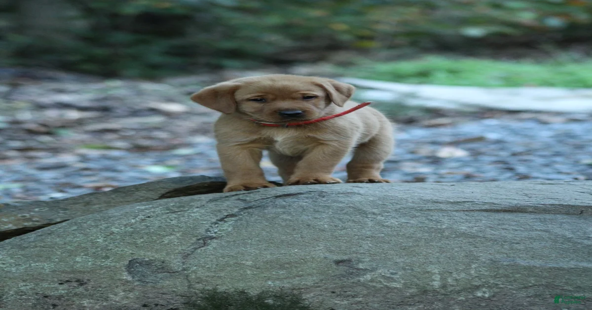 English Labrador Retriever Puppies for sale | Lancaster Puppies