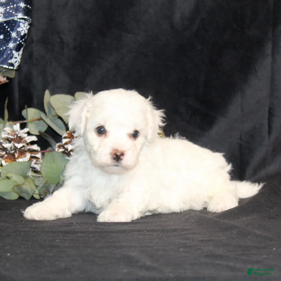 Bichon Frise dogs for sale: Vincent - Ad 7