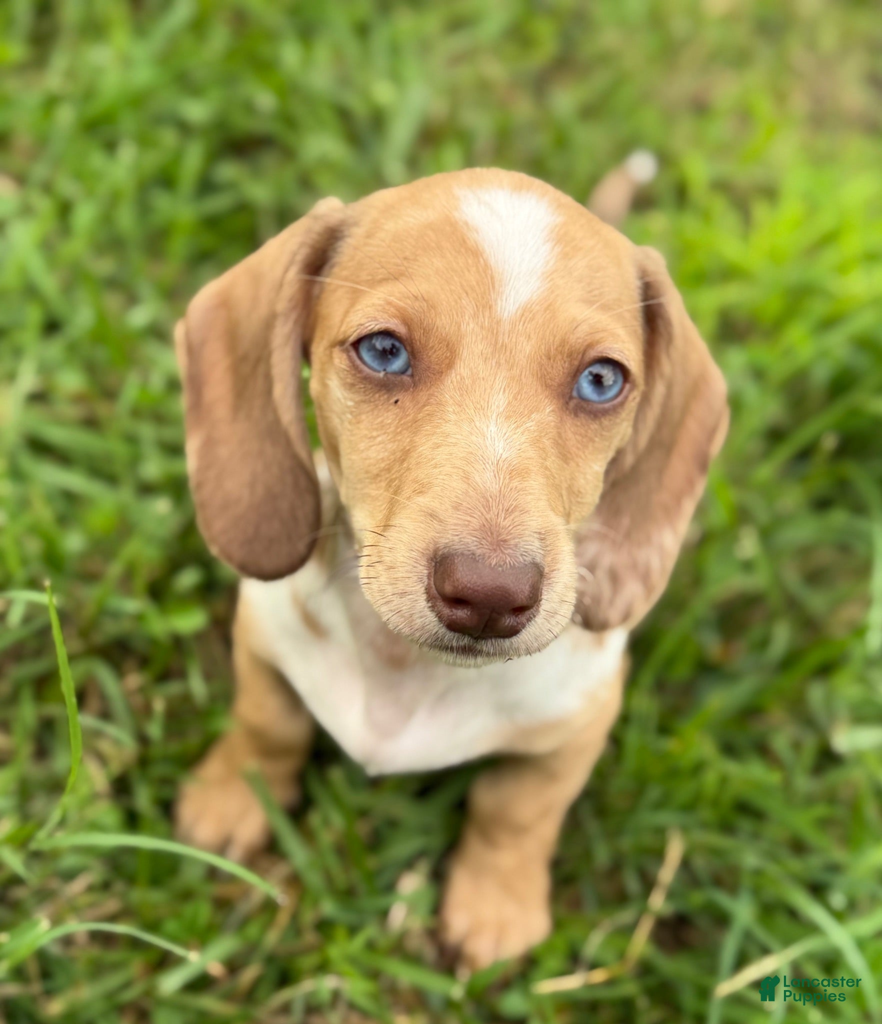 Miniature Dachshund dogs Willy  - Ad 1