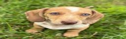 Miniature Dachshund dogs for sale: Willy  - Ad 1