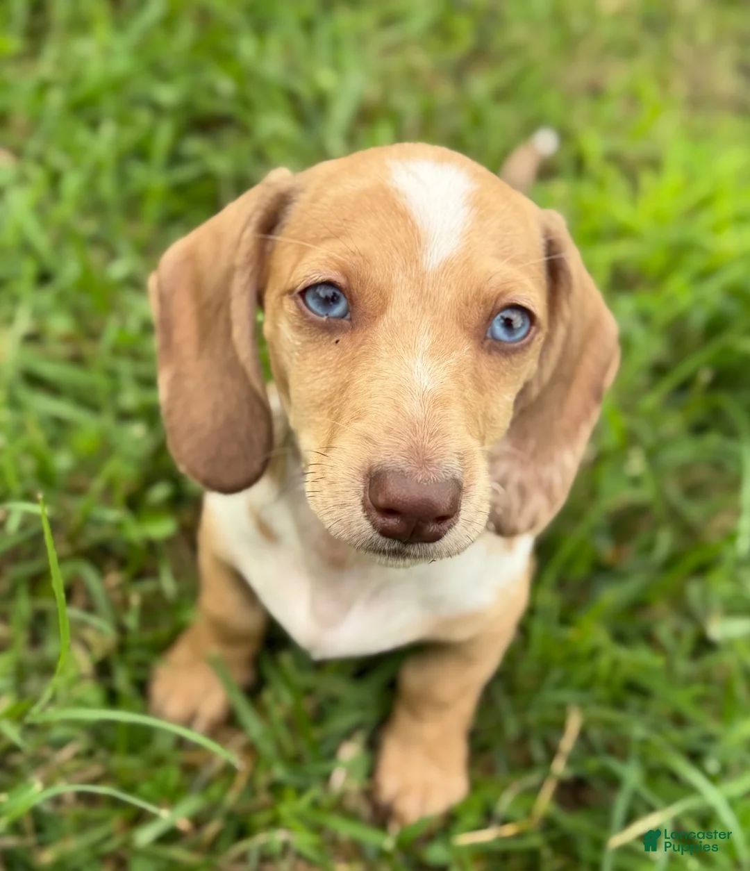 Miniature Dachshund dogs for sale: Willy  - Ad 1