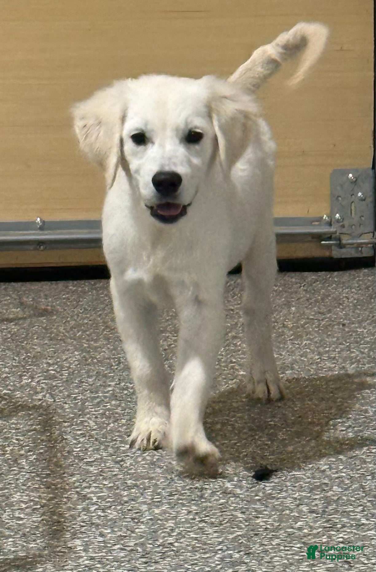 Golden Retriever dogs Max - Ad 2