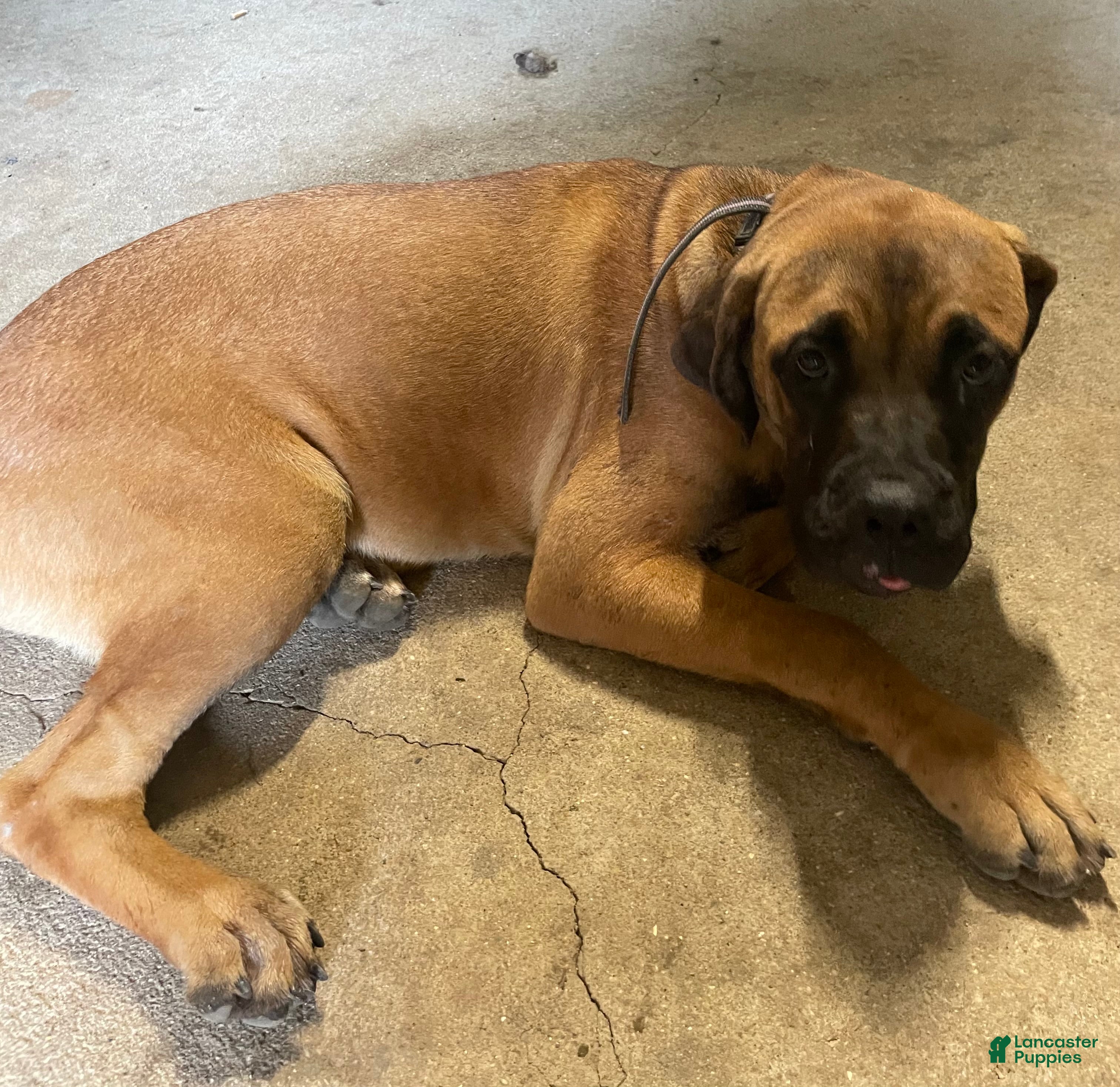 Cane Corso dogs Cane Corso 1 brown sugar female  - Ad 33