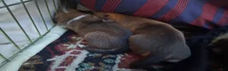 Mixed Breed dogs for sale: Mixed Breed 2 - Ad 2
