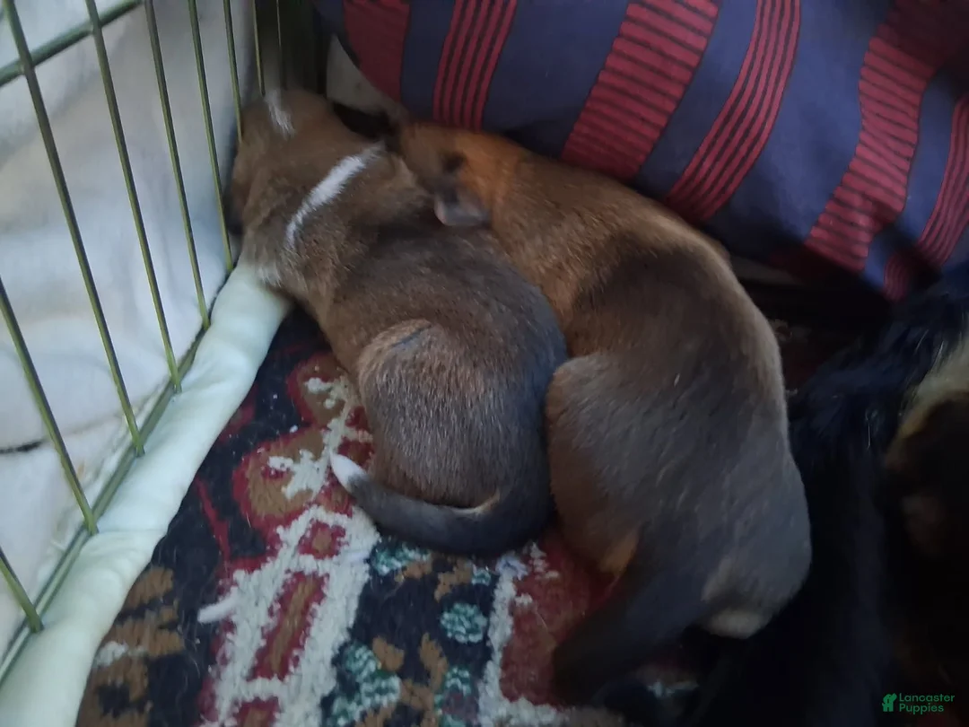 Mixed Breed dogs for sale: Mixed Breed 2 - Ad 2