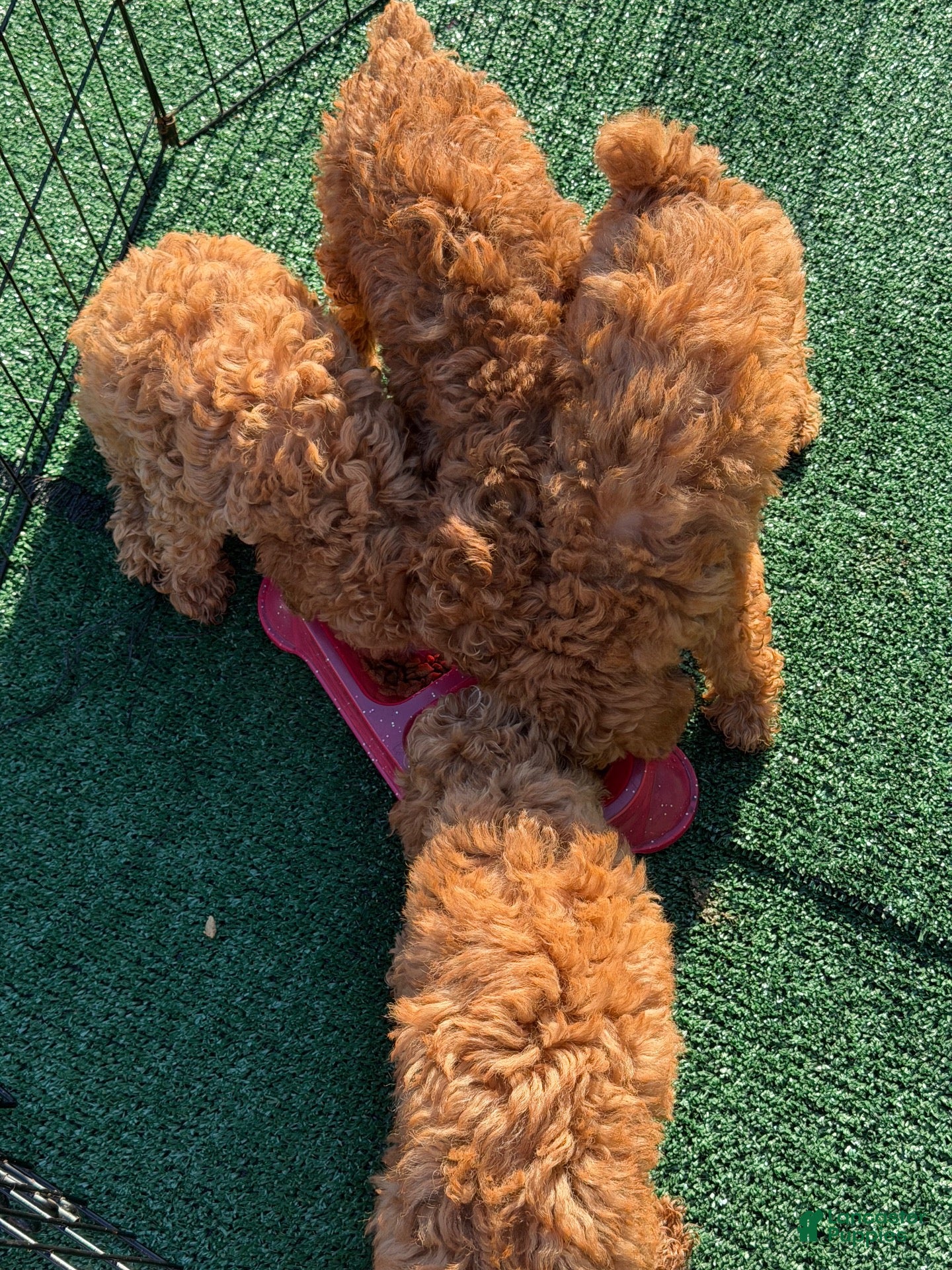 Toy Poodle dogs Toby - Ad 2