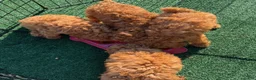 Toy Poodle dogs for sale: Toby - Ad 2