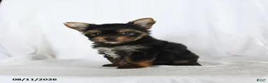 Millie