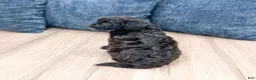 Havapoo dogs for sale: Betsy - Ad 5