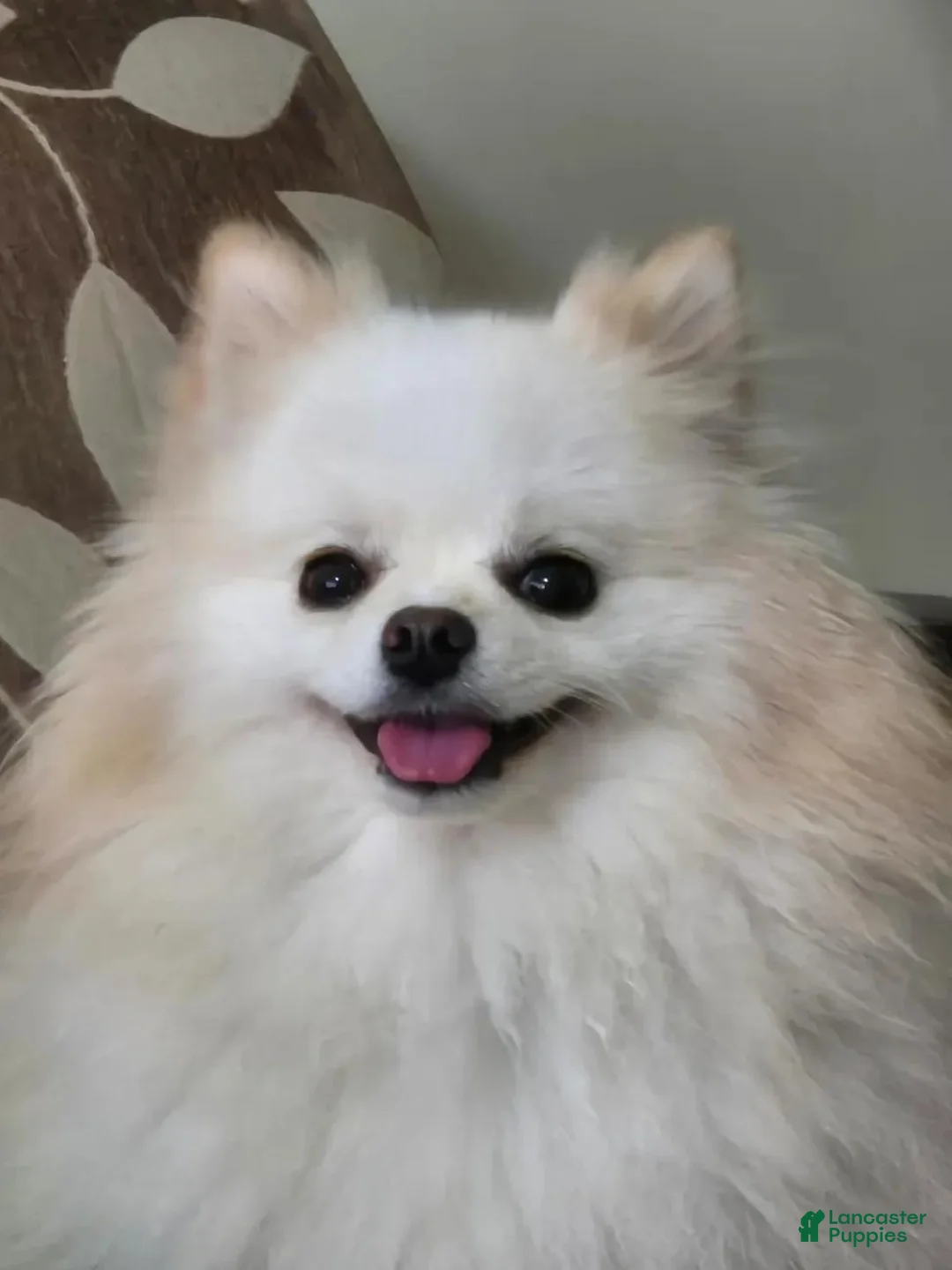Pomeranian dogs for sale: Pomeranian Puppy 2 - Ad 2