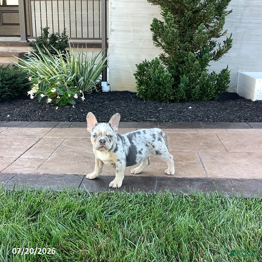 French Bulldog dogs for sale: Becky - Ad 4