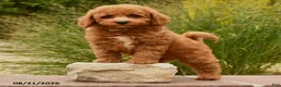 Cockapoo dogs for sale: Otis - Ad 4