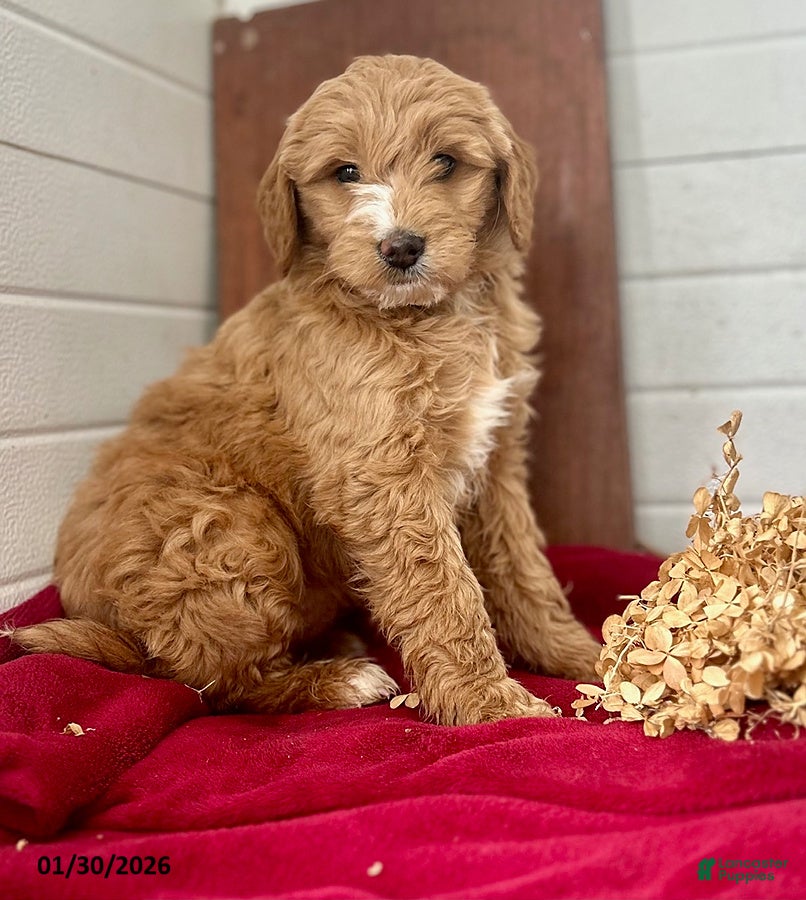 Mini Goldendoodle dogs Silky - Ad 35