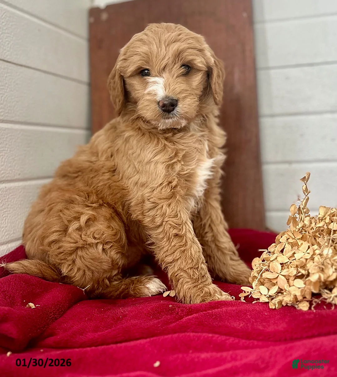 Mini Goldendoodle dogs for sale: Silky - Ad 1