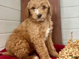 Mini Goldendoodle dogs Silky - Ad 35