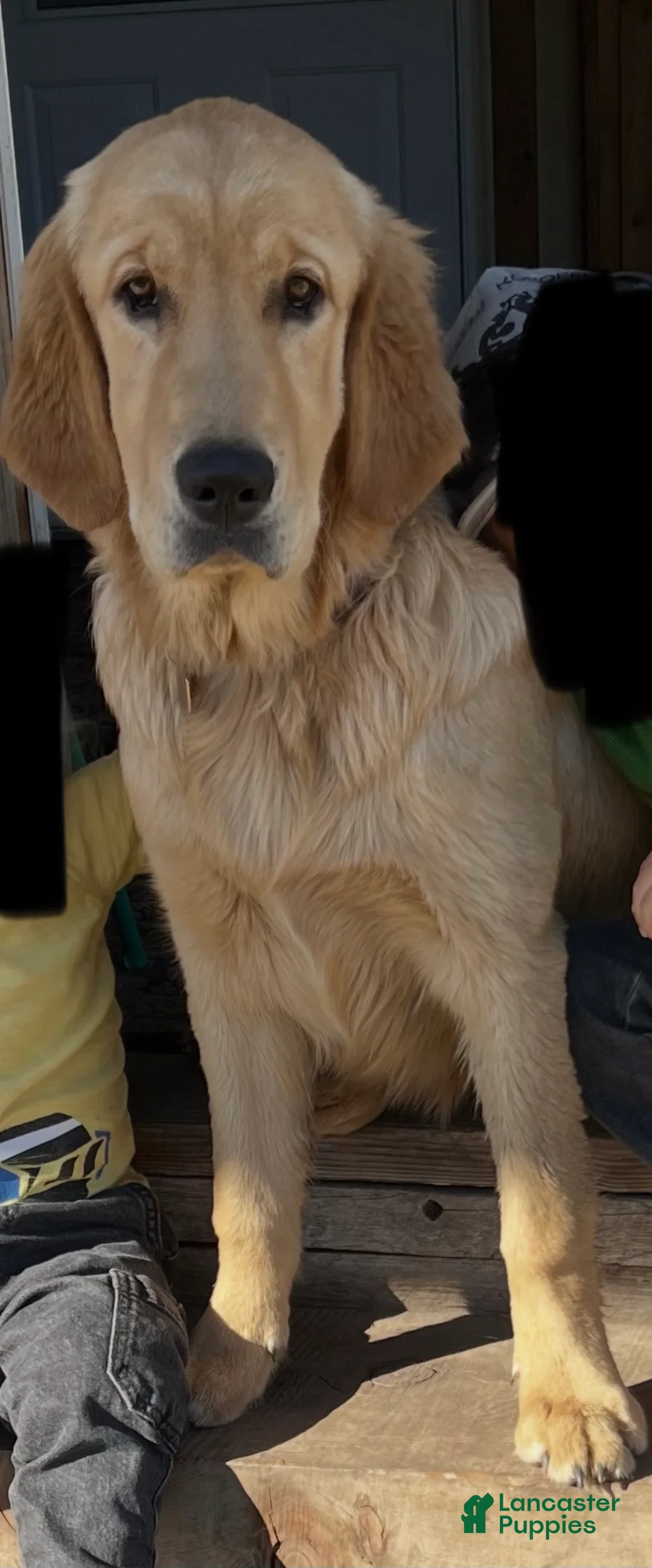 Golden Retriever dogs for sale: Penny  - Ad 1