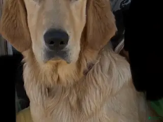 Golden Retriever dogs Penny - Ad 4