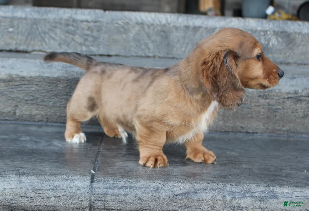 Dachshund dogs for sale: Aiden - Ad 3