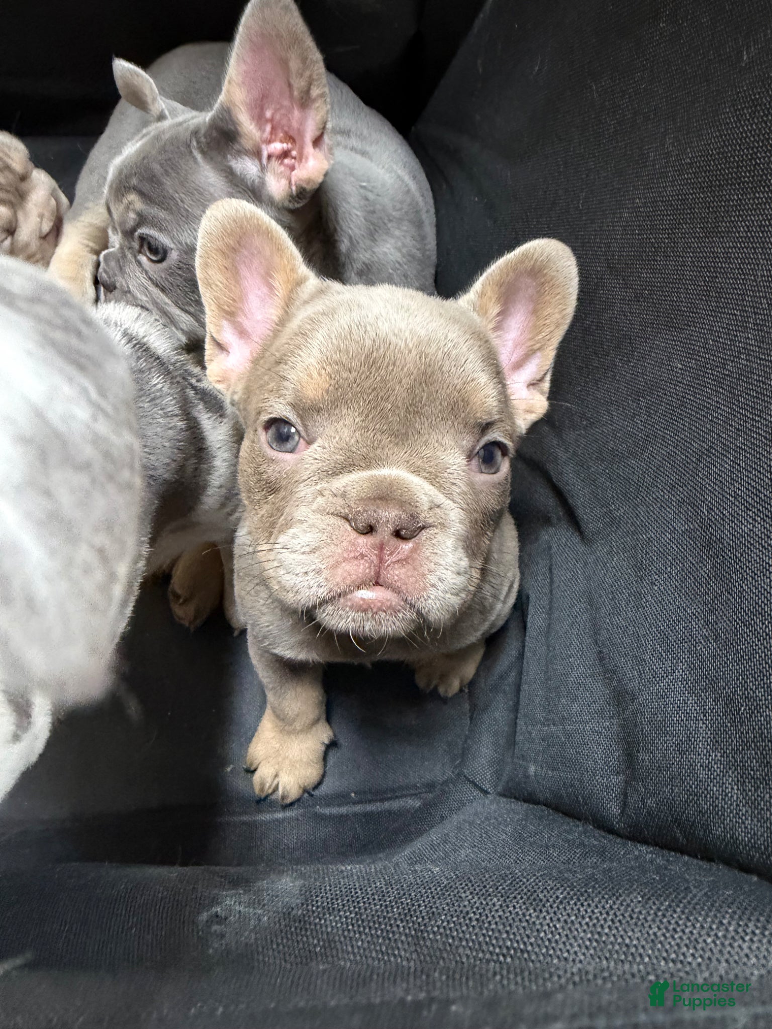 French Bulldog dogs for sale: New Shade Isabella w tan points (fluffy carrier ?) - Ad 4