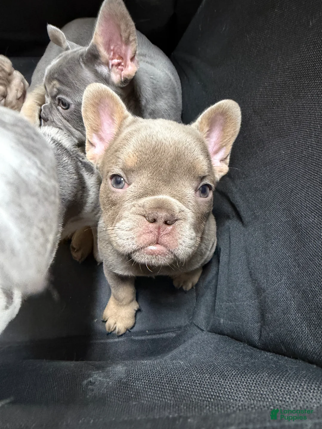 French Bulldog dogs for sale: New Shade Isabella w tan points (fluffy carrier ?) - Ad 1