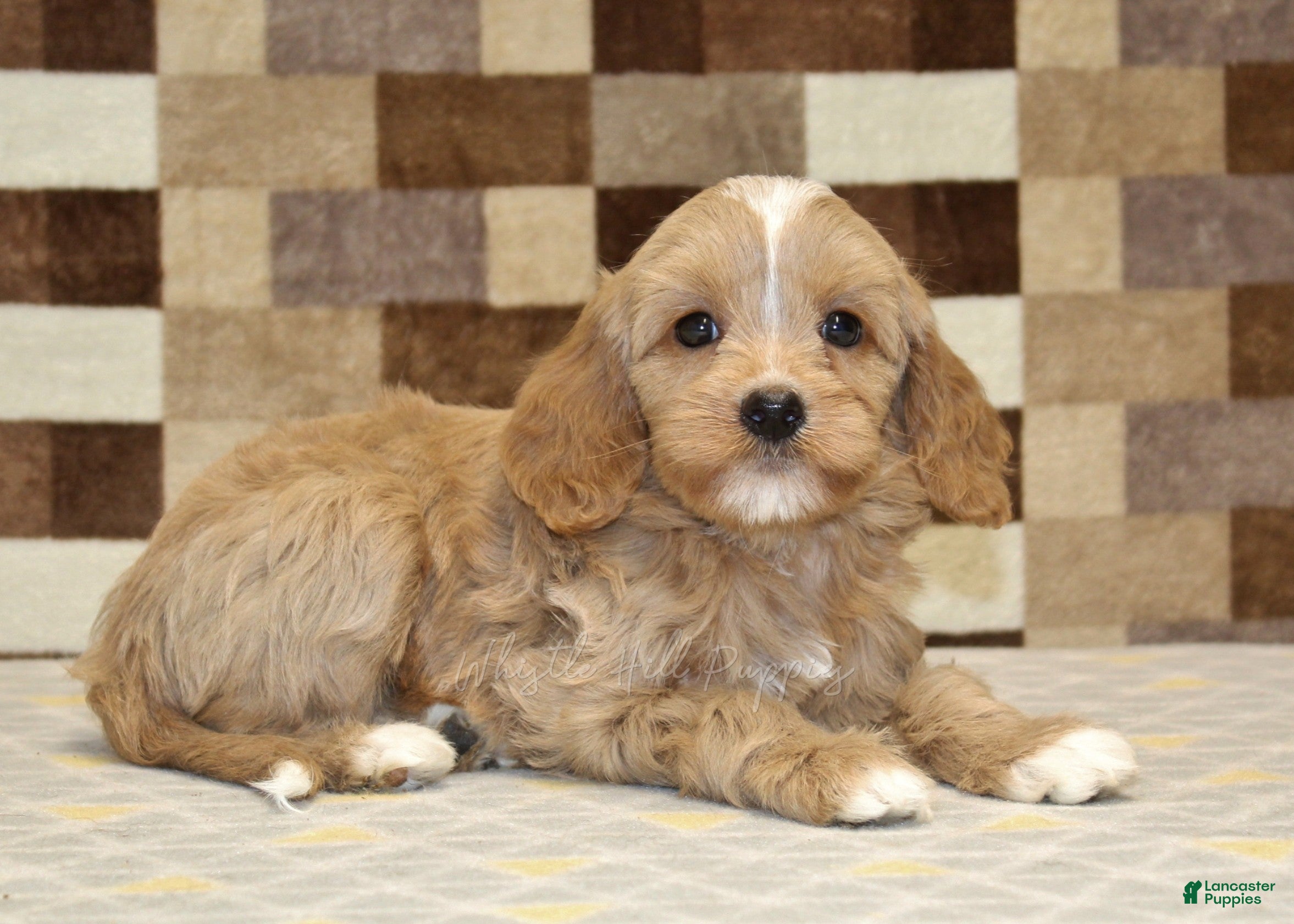 Mixed Breed dogs Molly - Ad 2