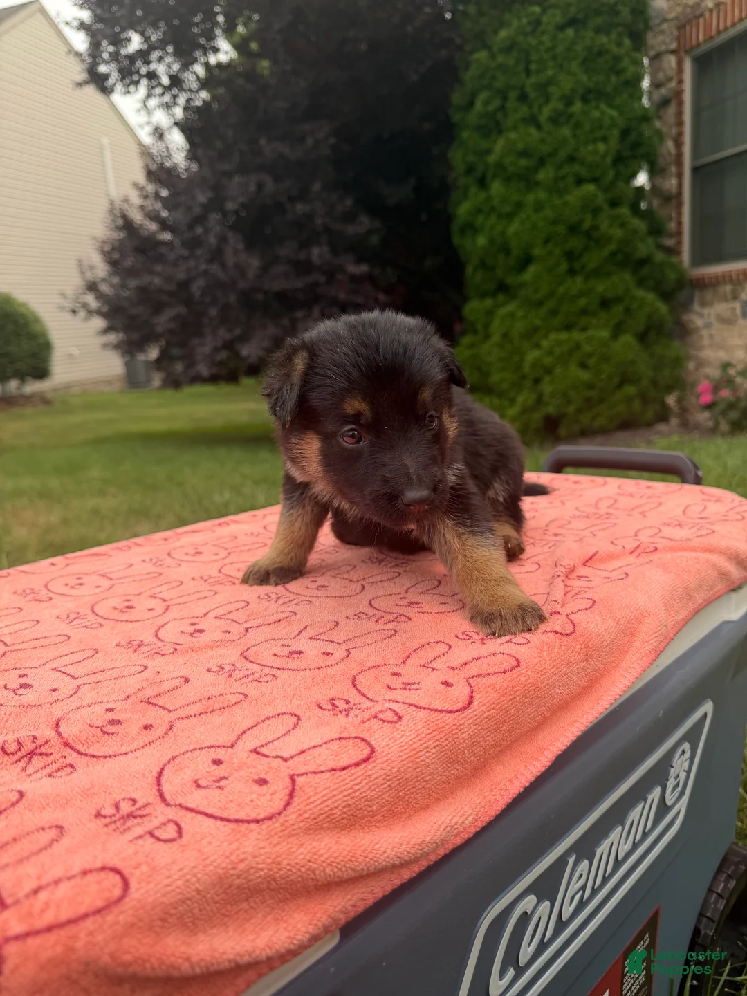 German Shepherd dogs for sale: Mya - Ad 1