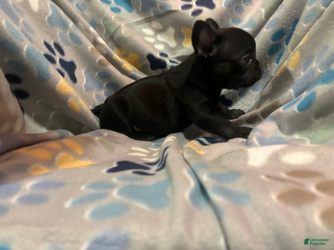 French Bulldog dogs for sale: French Bulldog Puppy 3 - Ad 1