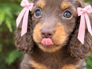 Miniature Dachshund dogs for sale: Hazel - Ad 4