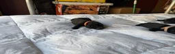 Cane Corso dogs for sale: Cane Corso Puppy 9 - Ad 1
