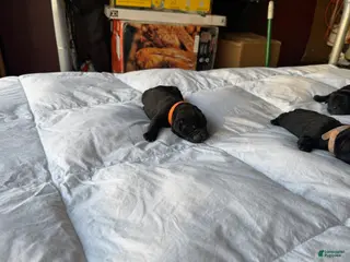 Cane Corso dogs Cane Corso Puppy 9 - Ad 6