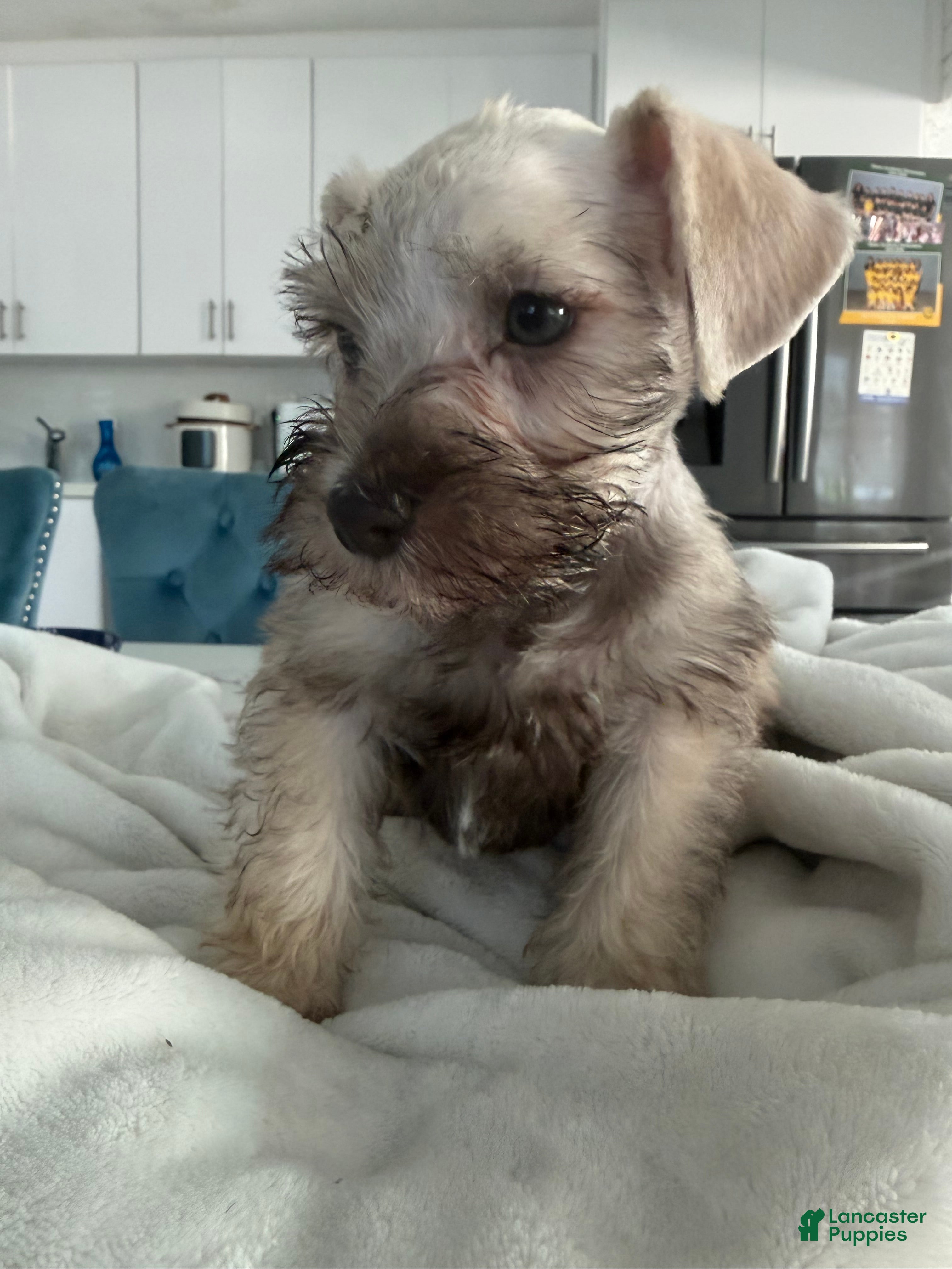 Miniature Schnauzer dogs Miniature Schnauzer 5 - Ad 5