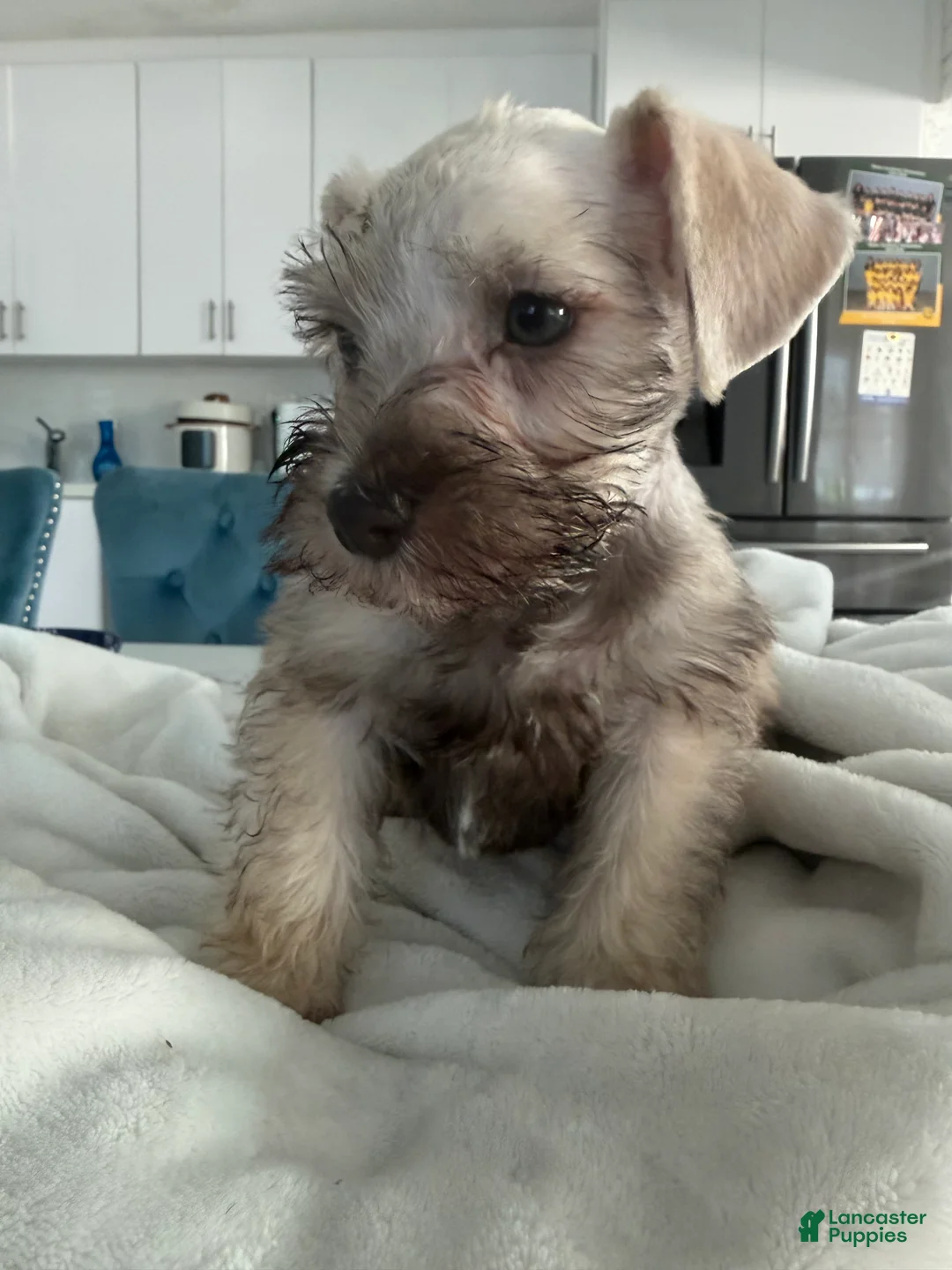 Miniature Schnauzer dogs for sale: Miniature Schnauzer 5 - Ad 1