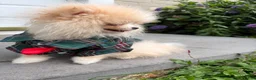 Pomeranian dogs for sale: Pomeranian Puppy 2 - Ad 8