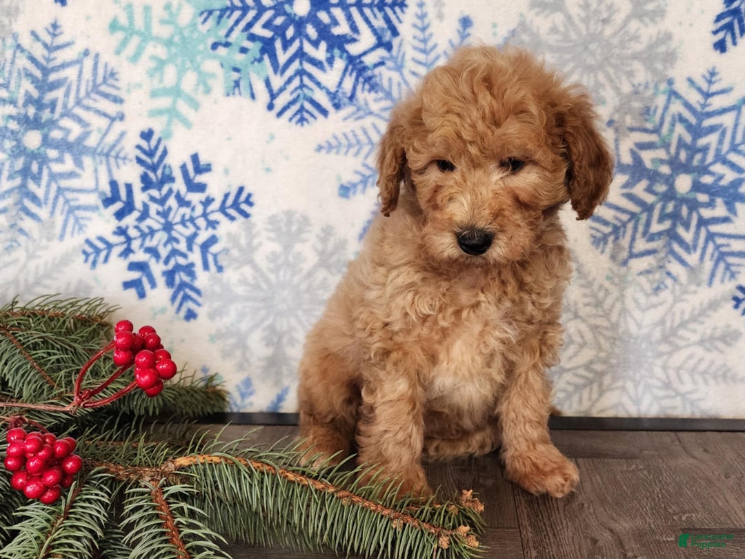 Mini Goldendoodle dogs for sale: Dover - Ad 25