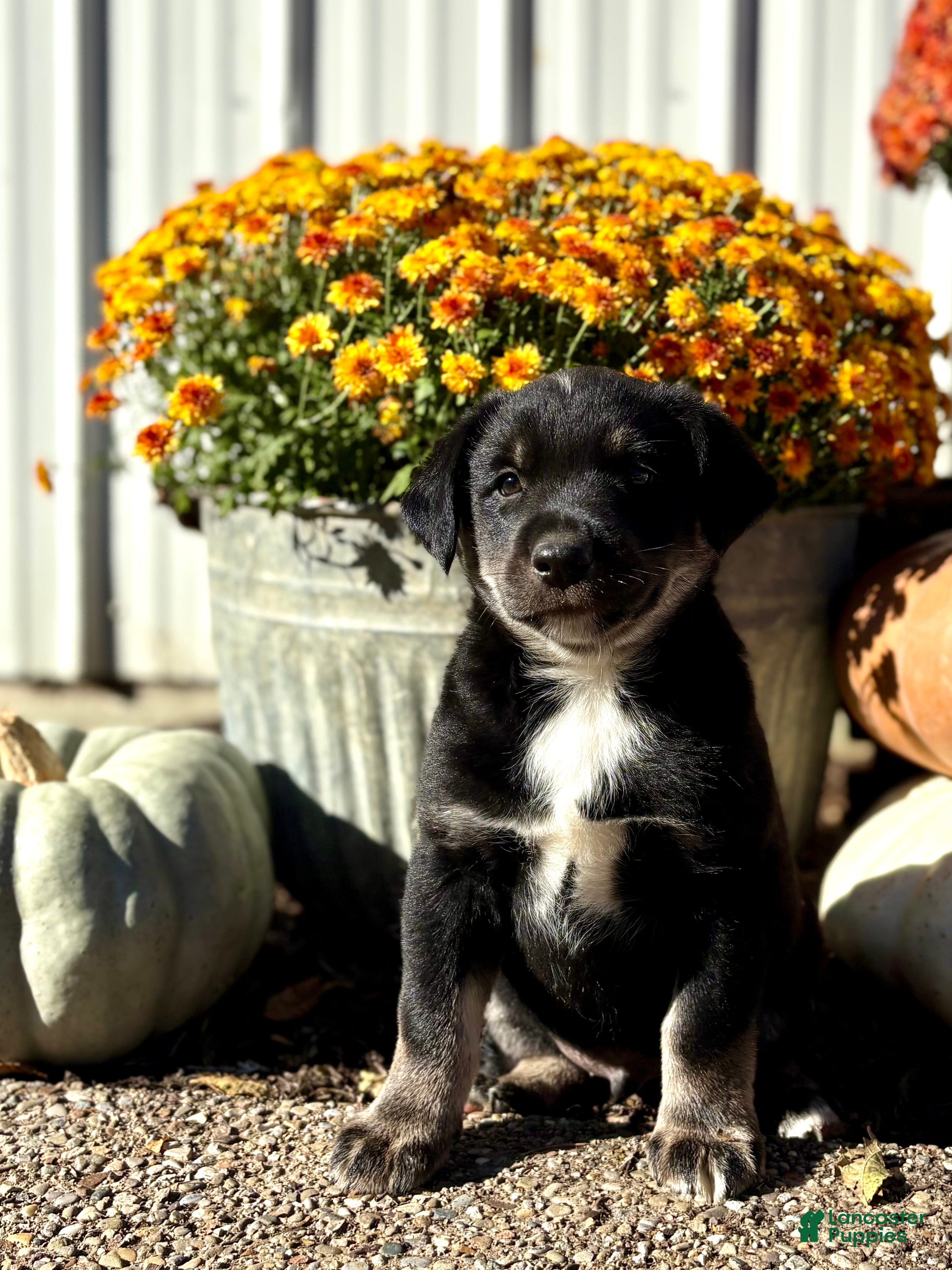 Mixed Breed dogs Mixed Breed 1 - Ad 2