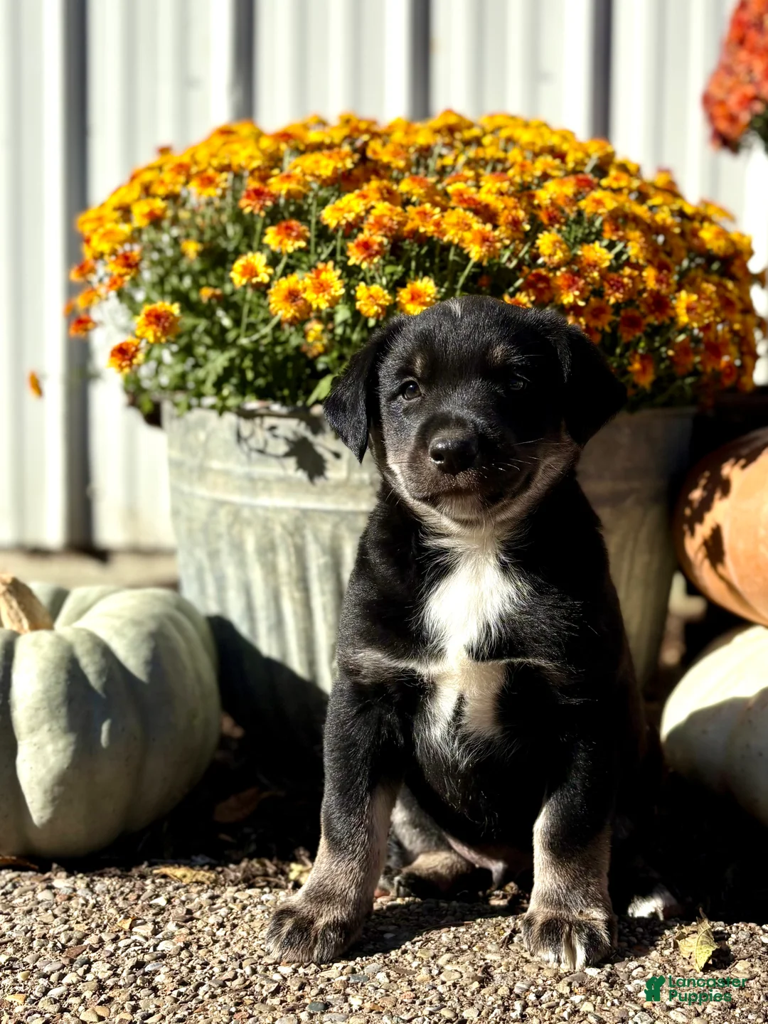 Mixed Breed dogs for sale: Mixed Breed 1 - Ad 2