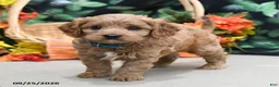 Cavapoo dogs for sale: Prince   - Ad 3
