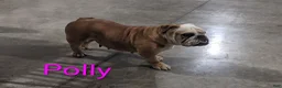 English Bulldog dogs for sale: AKC Polly  - Ad 7