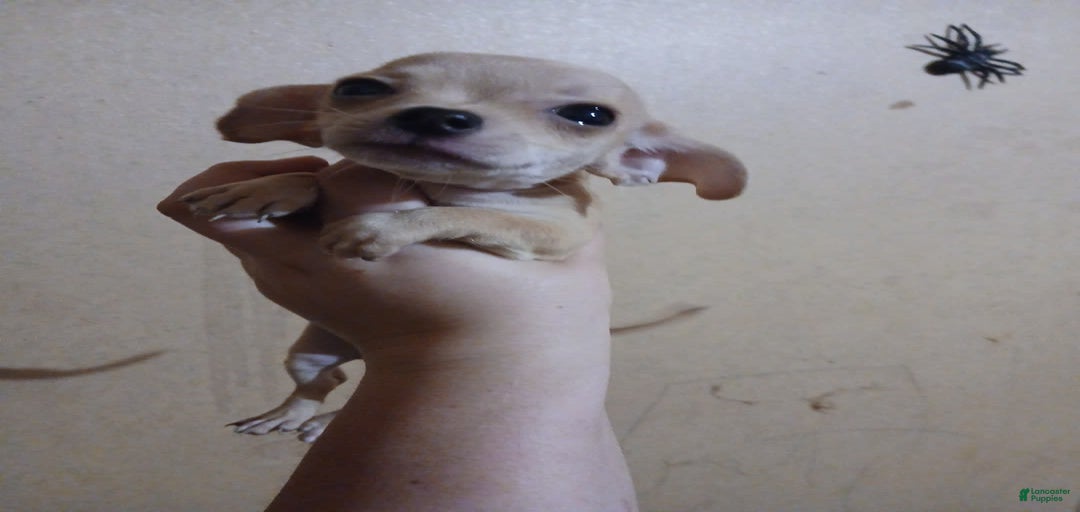 Gallery Image {{count}}