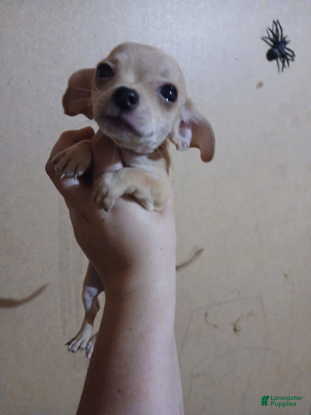 Gallery Image {{count}}