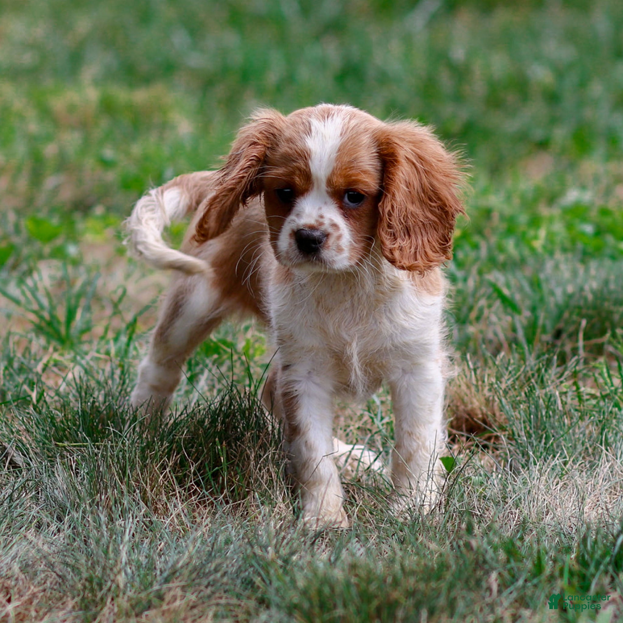 Cavalier King Charles Spaniel dogs Angel - Ad 9
