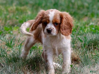 Cavalier King Charles Spaniel dogs Angel - Ad 37