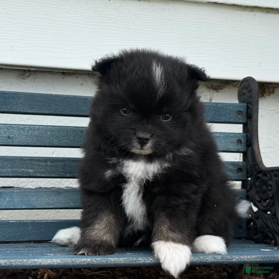 Pomeranian dogs for sale: Oliver - Ad 5