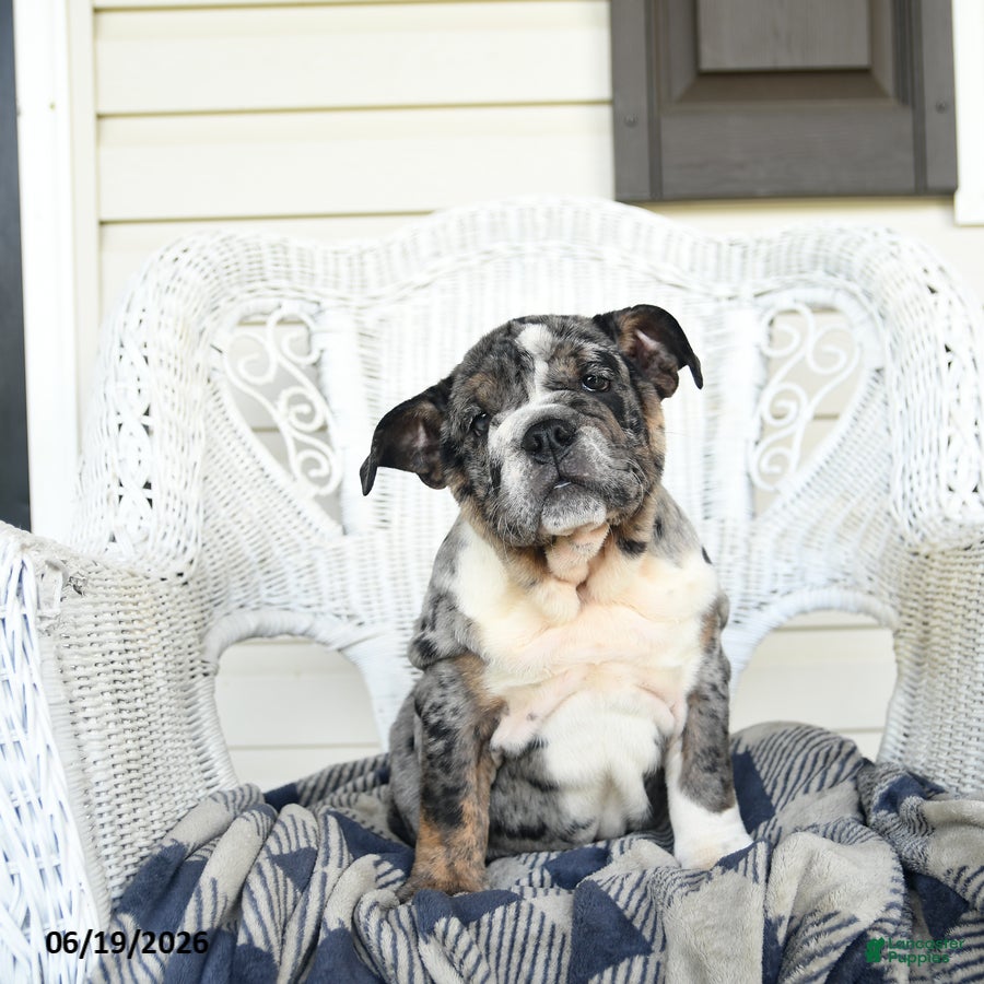 English Bulldog dogs Sage - Ad 2