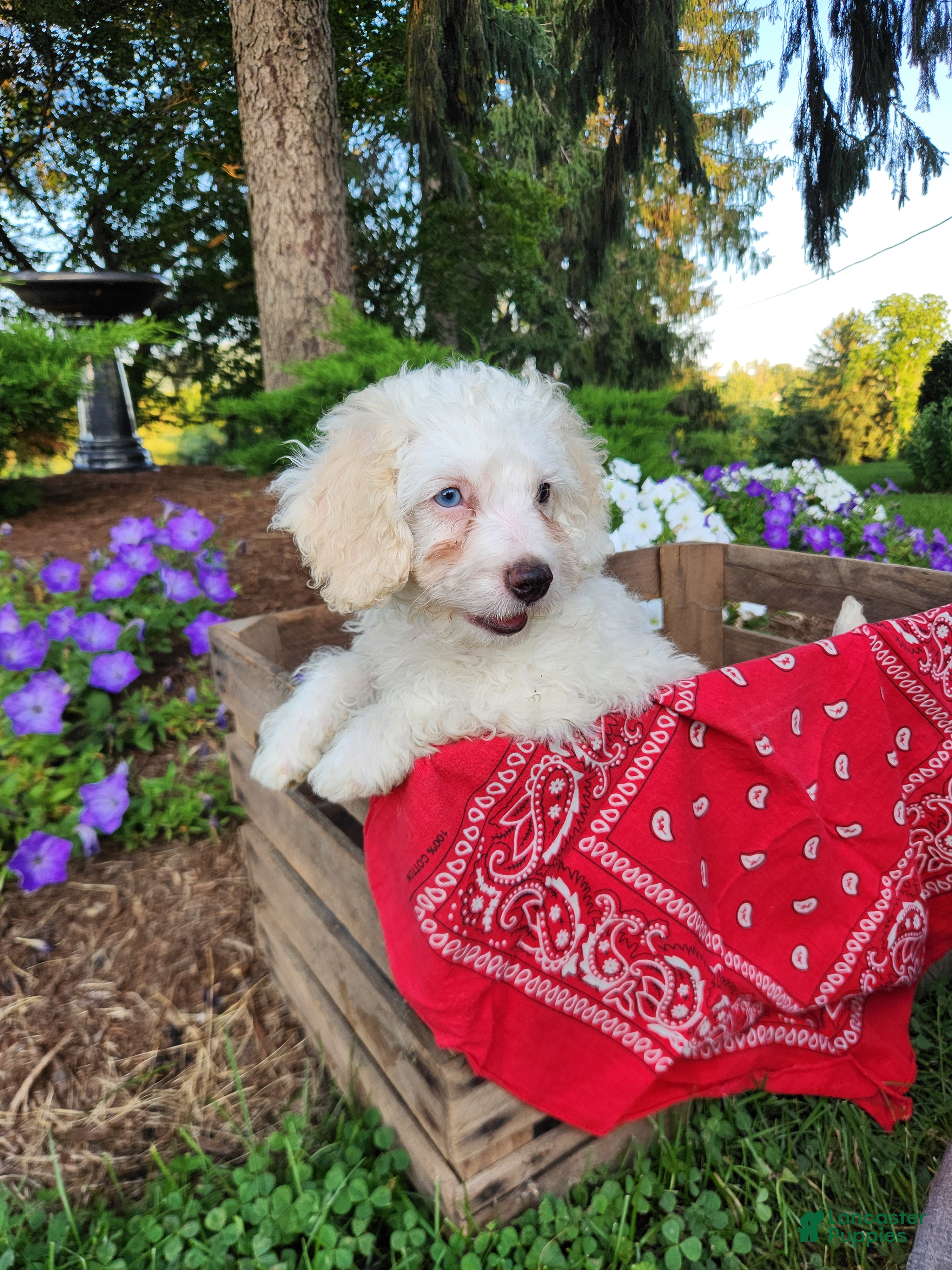 Cockapoo dogs Vanilla - Ad 1