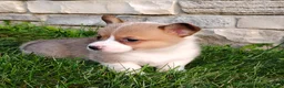 Welsh Corgi Pembroke dogs for sale: Welsh Corgi Pembroke 1 - Ad 3
