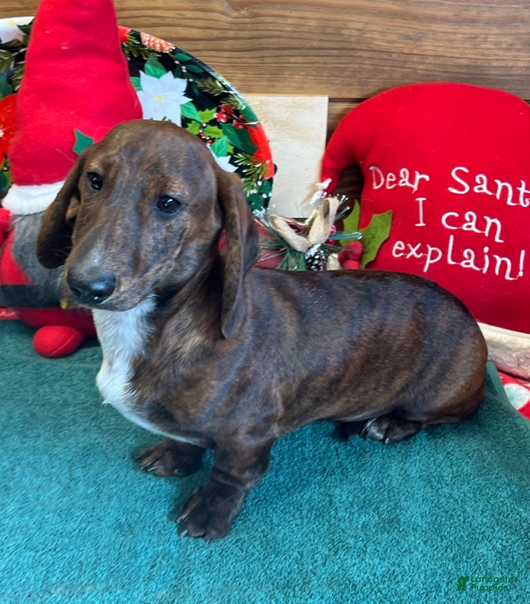Dachshund dogs for sale: Tiger - Ad 2