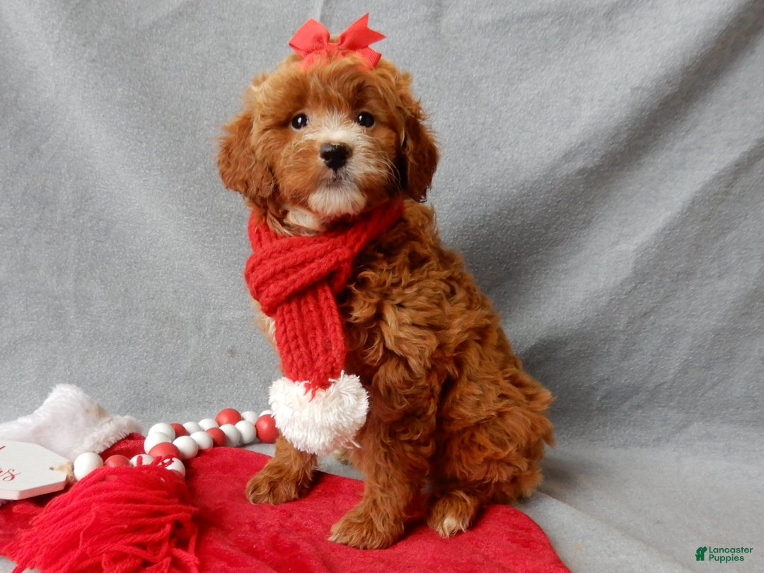 Mini Goldendoodle dogs for sale: Zoey - Ad 5