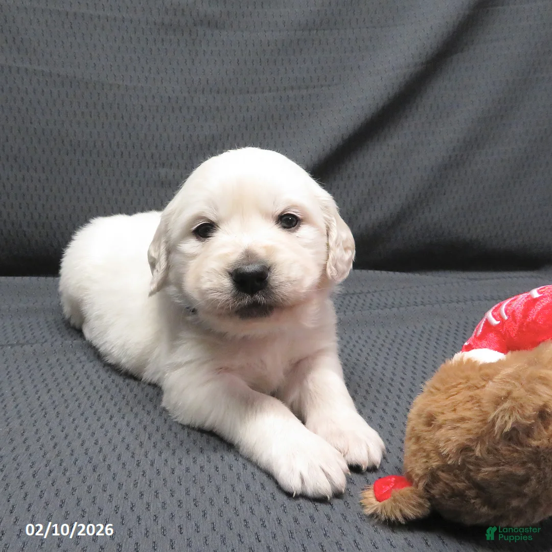 Golden Retriever dogs for sale: Bobbles - Ad 1