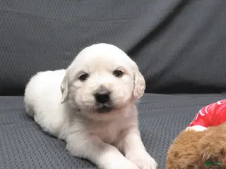 Golden Retriever dogs Bobbles - Ad 3